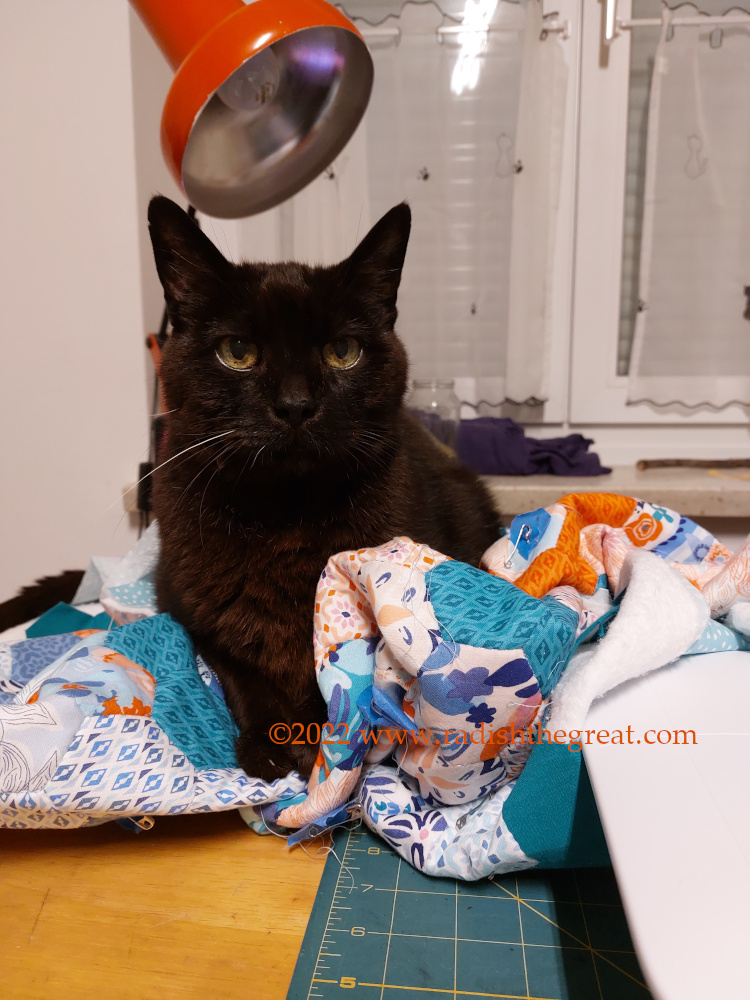 Angry cat with quilt