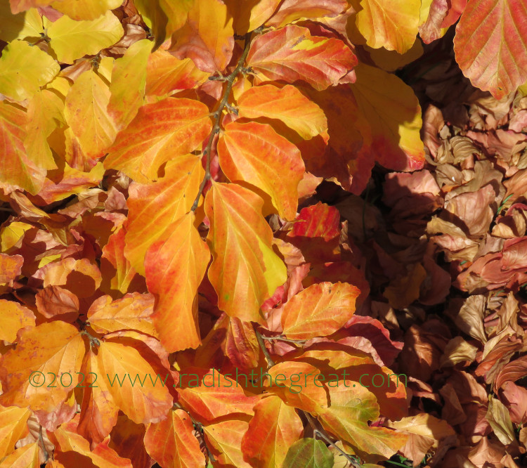 yellow orange brown leaves