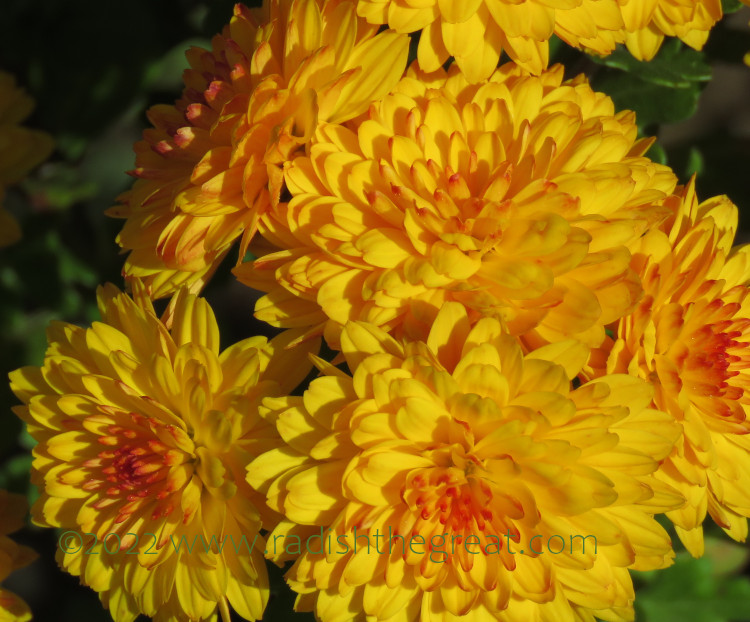 gold mums