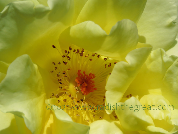 inside of a yellow rose